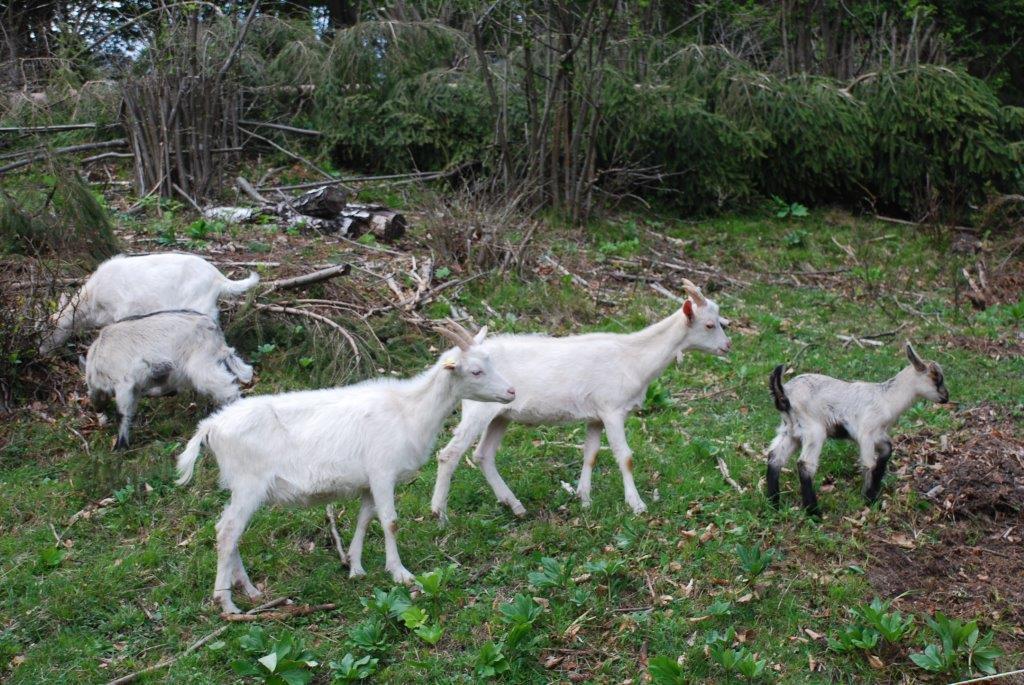 Farm Stay Dolinar Krainer Bohinjska Bela Værelse billede